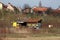 Backyard makeshift colorful beehives surrounded with dry grass and small vegetation with trees and family houses in background