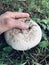 backyard mushroom growing wildly under tree in New England