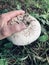 Backyard mushrooms growing under tree after much rain