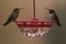 Backyard nectar feeder with two hummingbirds