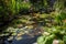 backyard pond with waterlilies, frogs, and dragonflies