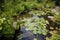 backyard pond with waterlilies, frogs, and dragonflies