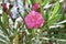 In the backyard the rose flower of Nerium oleander Roseum Plenum