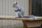 Backyard Squirrel On Picnic Table