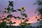 Backyard Sunflowers at Sunset