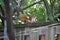 Backyard Visitor - Red Squirrel