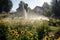 backyard with water sprinklers and sunflowers in the background
