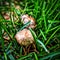 Backyard Wild Mushrooms against green grass