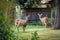 backyard wildlife encounter, with deer grazing in the background