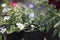 Bacopa Flowers in Greenhouse