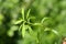 Bacopa monnieri ,Bitter Leaf,