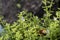 Bacopa monnieri, Bitter Leaf, Water Hyssop, Brahmi, Thyme-leaved gratiola, Water hyssop, trees.