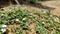 Bacopa monnieri, Neer Brahmi, Brahmi, Flowering Plants and Pictures