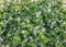 Bacopa monnieri, a perennial, creeping herb, water hyssop, water hyssop, brahmi, thyme-leafed gratiola, herb of grace, Indian