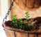 Bacopa plant in basket