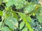 Bacteria atacks trees leaves. Disease of fruit trees. Plant disease close up. Redness leaves of currant, brown blisters on green