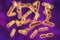 Bacteria Bacteroides fragilis, the major component of normal microbiome of human intestine