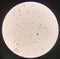 Bacteria cell Gram positive cocci