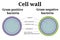 Bacteria cell wall illustration. Gram positive and gram negative cell wall differents.
