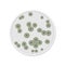 Bacteria colony spots on round dishes