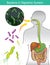 Bacteria in Digestive System. Illustration info graphic.