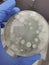 Bacteria Growing on an Agar Plate