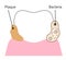 bacteria and plaque attachment on tooth. Initial dental biofilm illustration. dental health and oral care concept