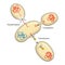 Bacteria recombination. Bacterial transformation, conjugation, transduction. Genetics