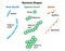 Bacteria Shapes of Rods Spheres and Spirals