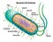 Bacterial Cell Anatomy showing morphology and cell structures