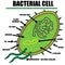 Bacterial Cell Color Diagram of organelles inside the cell wall for science and biology concepts.