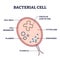 Bacterial cell structure with anatomical inner parts sections outline diagram