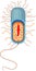 Bacterial cell structure. Prokaryotic cell with nucleoid