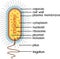 Bacterial cell structure. Prokaryotic cell with nucleoid