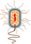 Bacterial cell structure. Prokaryotic cell with nucleoid, flagellum