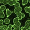 Bacterial cells green glowing