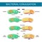 Bacterial Conjugation. Horizontal gene transfer