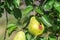 Bacterial diseases of the pear tree manifest as lesions or rotting of green fruit