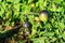 Bacterial diseases of tomatoes growing in the garden. Lonely black tomato on a branch close up