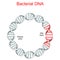 Bacterial DNA. plasmid
