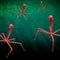 Bacteriophage or phage virus in red on green background