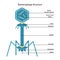 Bacteriophage structure. Microscopic model of virus infecting a bacterial