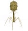 Bacteriophage Virus