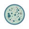 Bacterium growth in different colonies, vector.