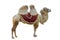 Bactrian camel