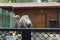 Bactrian camel in the aviary behind bars in the St. Petersburg Zoo