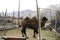 Bactrian camel and baby camels stand and working inside cage waiting travelers people riding at Hunder or Hundar village in nubra