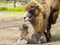 Bactrian camel baby soon after birth in a zoo