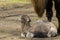 Bactrian camel baby soon after birth in a zoo