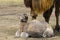 Bactrian camel baby soon after birth in a zoo